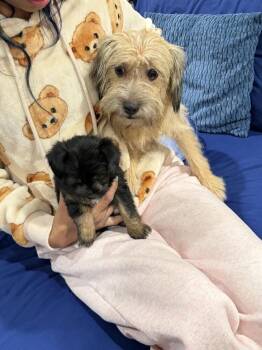 Bella -  Terrier Dog for Adoption in Lancaster, California - Bella | PetCurious