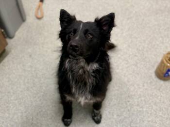 Border Collie and Mixed Breed Dogs Available for Adoption in Loveland, Colorado - LES SCHWAB | PetCurious
