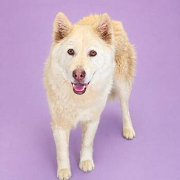 Husky Dogs Available for Adoption in Concord, North Carolina - Nimbus | PetCurious