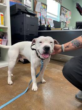 Rescue American Staffordshire Terrier and Shar Pei Dogs for Adoption in Boonville, Missouri - Cane | PetCurious