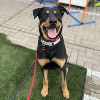 German Shepherd Dog Dogs Available for Adoption - Kramer | PetCurious