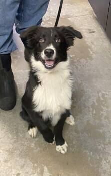 Australian Shepherd and Mixed Breed Dogs Available for Adoption in Bowling Green, Kentucky - Jack | PetCurious