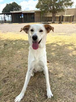 Lily -  Labrador Retriever Dog for Adoption in Cleburne, Texas - Lily | PetCurious