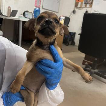 Chihuahua Dogs Available for Adoption in Edinburg, Texas - Buzz | PetCurious