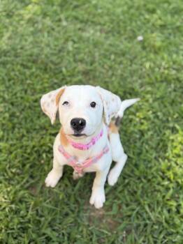 Darla -  Hound and Pit Bull Terrier Dog for Adoption in Oceanport, New Jersey - Darla | PetCurious