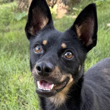 Trini -  German Shepherd Dog and Chihuahua Dog for Adoption in Auburn, Nebraska - Trini | PetCurious