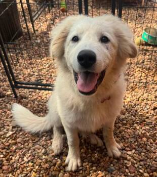 Narnia -  Great Pyrenees Dog for Adoption in Kiowa, Oklahoma - Narnia | PetCurious
