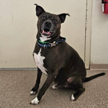 Ace -  Pit Bull Terrier and Xoloitzcuintli Mexican Hairless Dog for Adoption in Fallon, Nevada - Ace | PetCurious