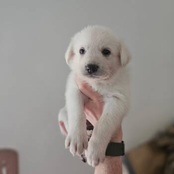 Bodhi -  Great Pyrenees Dog for Adoption in Spring Hill, Tennessee - Bodhi | PetCurious