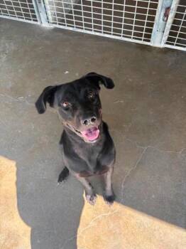 Doc -  Black Labrador Retriever Dog for Adoption in Port Lavaca, Texas - Doc | PetCurious