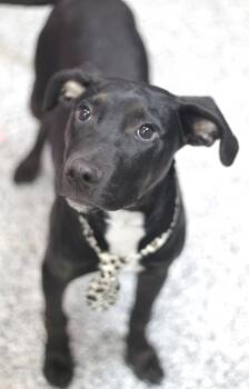 Black Labrador Retriever Dogs Available for Adoption in Manchester, New Hampshire - Alamo In NH! Come Meet Our Adoptable Dogs Wednesday-Saturday. Mo | PetCurious