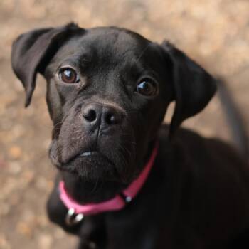 Banjo -  Mixed Breed Dog for Adoption in Philadelphia, Pennsylvania - Banjo | PetCurious