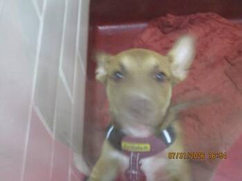 (402) -  Shepherd Dog for Adoption in Marietta, Georgia - (402) | PetCurious