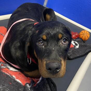 Rottweiler Dogs Available for Adoption - Roxy | PetCurious