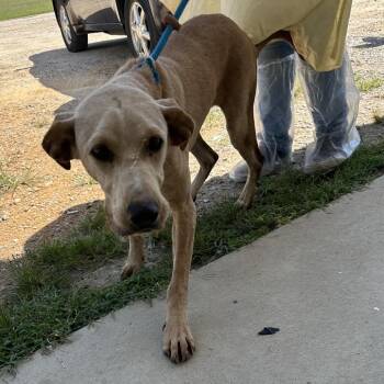 LADY 8478 -  Great Dane and Labrador Retriever Dog for Adoption in Loxahatchee Groves, Florida - LADY 8478 | PetCurious