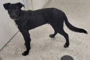 Mixed Breed Dogs Available for Adoption in Kansas City, Missouri - Kiddo | PetCurious