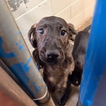 Moe -  Hound and Mixed Breed Dog for Adoption in Franklin, North Carolina - Moe | PetCurious