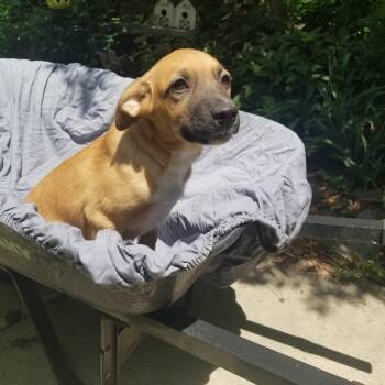 Stubbs -  Dachshund and Hound Dog for Adoption in Albany, New York - Stubbs | PetCurious