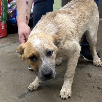 Mixed Breed Dogs Available for Adoption in Corbin, Kentucky - Bug | PetCurious