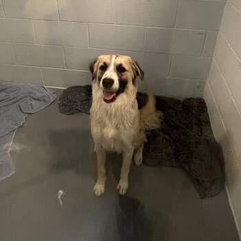 Zisco -  Mixed Breed Dog for Adoption - Zisco | PetCurious