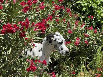 Great Dane Dogs Available for Adoption in Mesa, Arizona - Stone | PetCurious