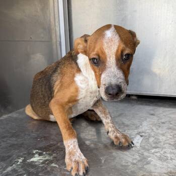 Simon -  Staffordshire Bull Terrier Dog for Adoption in Edinburg, Texas - Simon | PetCurious