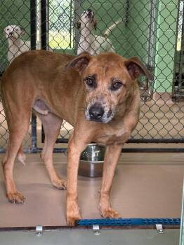 Angel -  Labrador Retriever Dog Available for Adoption in Nacogdoches, Texas - Angel | PetCurious