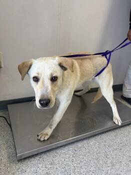 Labrador Retriever and Mixed Breed Dogs Available for Adoption in Visalia, California - A252964 | PetCurious
