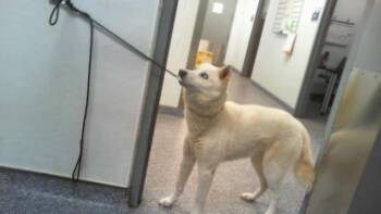SNOWFLAKE -  Siberian Husky Dog for Adoption in Charlotte, North Carolina - SNOWFLAKE | PetCurious