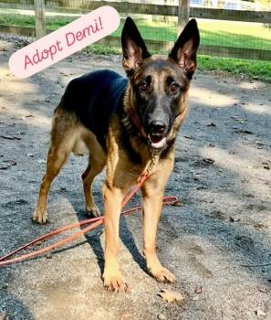 Rescue Belgian Shepherd Malinois Dogs for Adoption - Demi | PetCurious