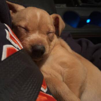 Juno -  Mixed Breed Dog for Adoption in Edwardsville, Illinois - Juno | PetCurious