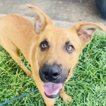 Mixed Breed Dogs Available for Adoption - Frank | PetCurious