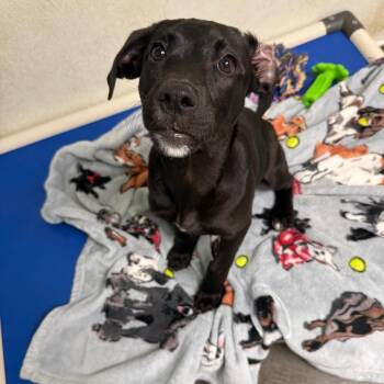 Mercedes -  Black Labrador Retriever and Mixed Breed Dog for Adoption in Attica, New York - Mercedes | PetCurious