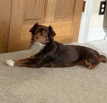 Thor -  Chihuahua Dog for Adoption in Eugene, Oregon - Thor | PetCurious