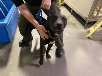 Rescue Pit Bull Terrier Dogs for Adoption in Thousand Oaks, California - Dougie -- URGENT! | PetCurious