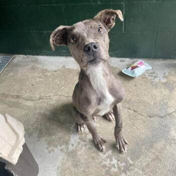 Catahoula Leopard Dog and Terrier Dogs Available for Adoption - Javelin | PetCurious