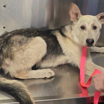 Itchy -  German Shepherd Dog and Mixed Breed Dog for Adoption in Fresno, California - Itchy | PetCurious