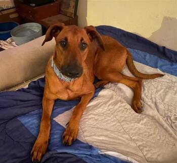 RIVER -  Mixed Breed Dog for Adoption in Jacksonville, Florida - RIVER | PetCurious
