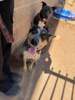Gypsy -  Mixed Breed Dog for Adoption in Hobbs, New Mexico - Gypsy | PetCurious