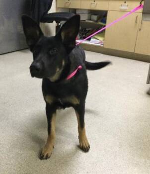 BAYLEE -  German Shepherd Dog and Mixed Breed Dog for Adoption in Riverside, California - BAYLEE | PetCurious