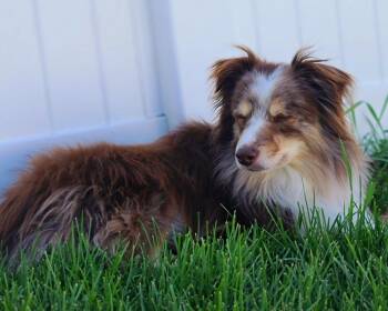 Allie - Courtesy Listing see info -  Australian Shepherd Dog for Adoption in Polson, Montana - Allie - Courtesy Listing See Info | PetCurious