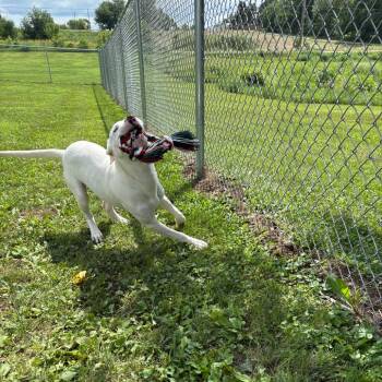 Queso -  Pit Bull Terrier Dog for Adoption in Marshalltown, Iowa - Queso | PetCurious