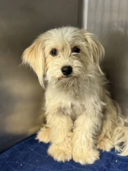 Rescue Maltese and Mixed Breed Dogs for Adoption in Madera, California - Shaggy | PetCurious