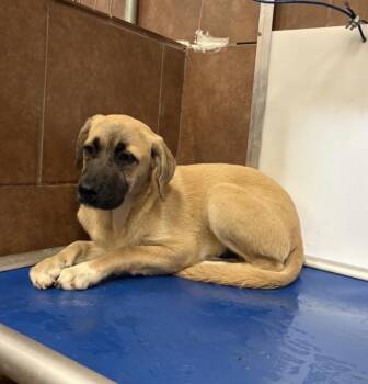 Anatolian Shepherd and Mastiff Dogs Available for Adoption in Boulder, Colorado - Aria | PetCurious