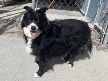Border Collie Dogs Available for Adoption - 60670527 | PetCurious