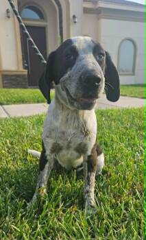 German Shorthaired Pointer Dogs Available for Adoption in Harlingen, Texas - Astro | PetCurious