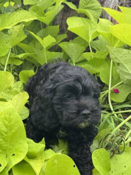 Blacky -  Cockapoo Dog for Sale in Marion, Illinois - Blacky | PetCurious
