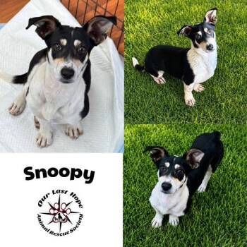 Snoopy -  Terrier and Dachshund Dog for Adoption in Princeton, British Columbia - Snoopy | PetCurious