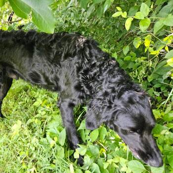 Labradoodle Dogs Available for Adoption in Louisville, Kentucky - Bronco #7355 | PetCurious
