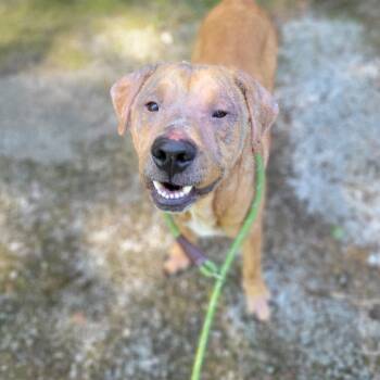 Rescue Mixed Breed Dogs for Adoption in Charleston, West Virginia - Maury | PetCurious